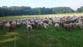 Небольшая ферма с домом